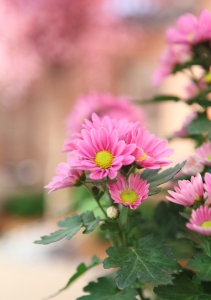 1334750_pink_flowers_2.jpg