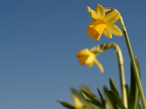 1384454_daffodil_and_blue_sky.jpg